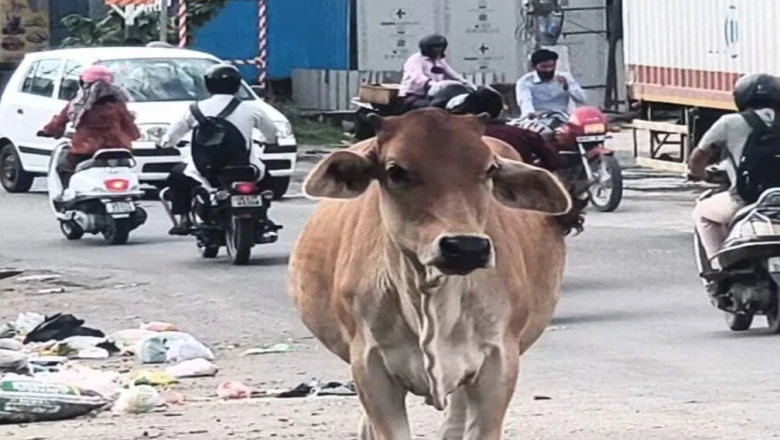 सावधान! पर्यटकों से गुलजार देहरादून की सड़कों पर मंडरा रहा खतरा, जान जोखिम में डालकर सफर कर रहे लोग