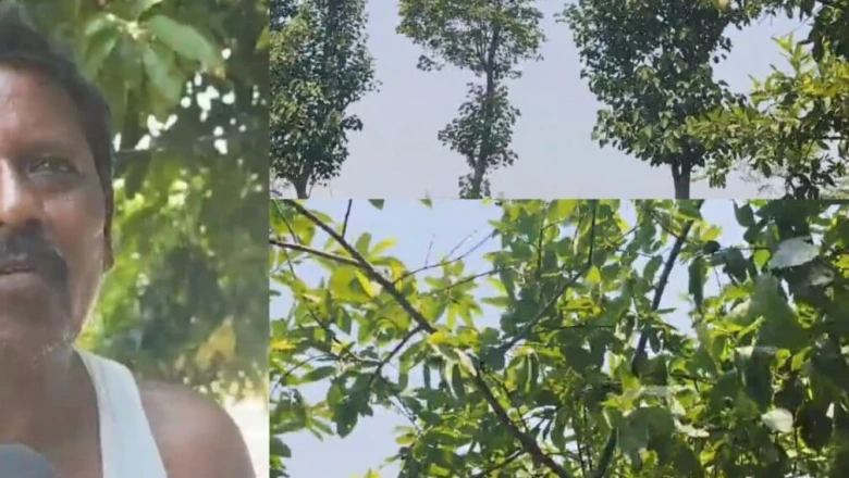 रांची के धनेश्वर की हरियाली से कमाई की मिसाल, 16 साल पहले लगाए पेड़ अब रोज दे रहे 1600 रुपये