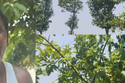 रांची के धनेश्वर की हरियाली से कमाई की मिसाल, 16 साल पहले लगाए पेड़ अब रोज दे रहे 1600 रुपये