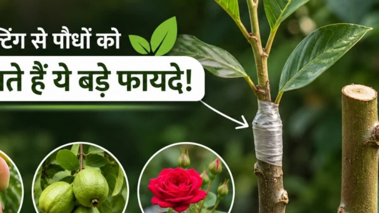 खेती में ग्राफ्टिंग विधि क्या है? जिससे दो पौधे बन जाते हैं एक, किसानों के लिए वरदान बन रही नई तकनीक