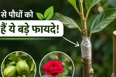 खेती में ग्राफ्टिंग विधि क्या है? जिससे दो पौधे बन जाते हैं एक, किसानों के लिए वरदान बन रही नई तकनीक