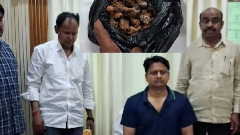 आजमगढ़ के होटल में वन विभाग का छापा, मॉनिटर लिजार्ड के 24 सूखे हेमीपेनिस जब्त, दो तस्कर सलाखों के पीछे