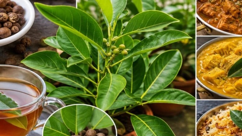 हर मसाला अलग-अलग डालने की झंझट खत्म, बस एक पत्ता देगा जायफल-लौंग से लेकर दालचीनी तक का स्वाद!