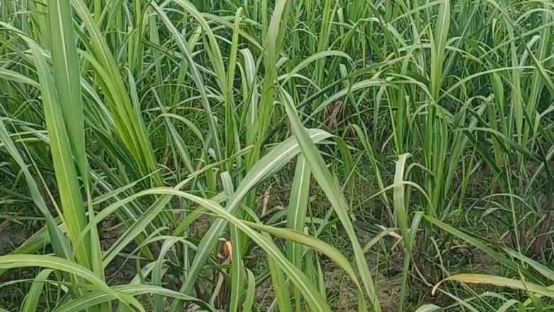 गन्ना किसानों के लिए जून बना निर्णायक महीना, इन्हीं दिनों होता है कल्लों का फुटाव और कीटों का हमला