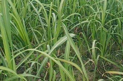 गन्ना किसानों के लिए जून बना निर्णायक महीना, इन्हीं दिनों होता है कल्लों का फुटाव और कीटों का हमला