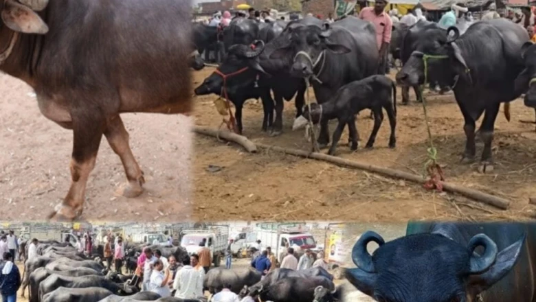 डेयरी व्यवसाय शुरू करने की योजना? घर पर पालें ये उन्नत नस्ल की भैंस, मिलेगा भरपूर दूध