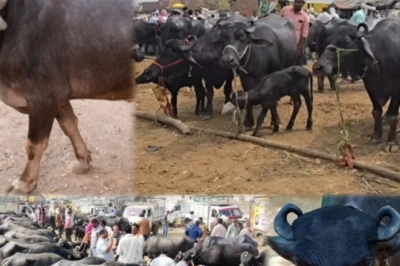 डेयरी व्यवसाय शुरू करने की योजना? घर पर पालें ये उन्नत नस्ल की भैंस, मिलेगा भरपूर दूध