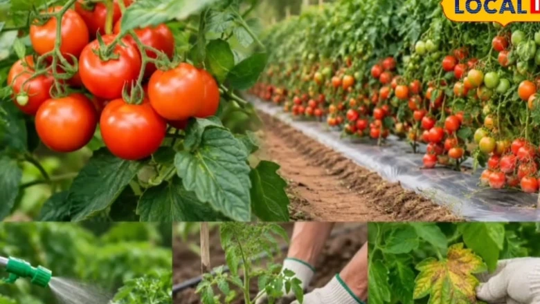 हाइब्रिड टमाटर की खेती में मुनाफा चाहिए तो ये गलतियां न करें, वरना उठाना पड़ सकता है घाटा