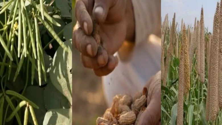 सीकर के 5 हजार किसानों को सरकार की बड़ी सौगात, बाजरा-मूंग-मूंगफली और मोठ की हाइब्रिड खेती का पूरा खर्च उठाएगी सरकार