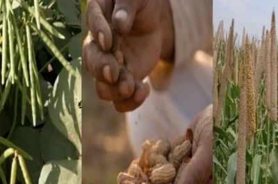 सीकर के 5 हजार किसानों को सरकार की बड़ी सौगात, बाजरा-मूंग-मूंगफली और मोठ की हाइब्रिड खेती का पूरा खर्च उठाएगी सरकार