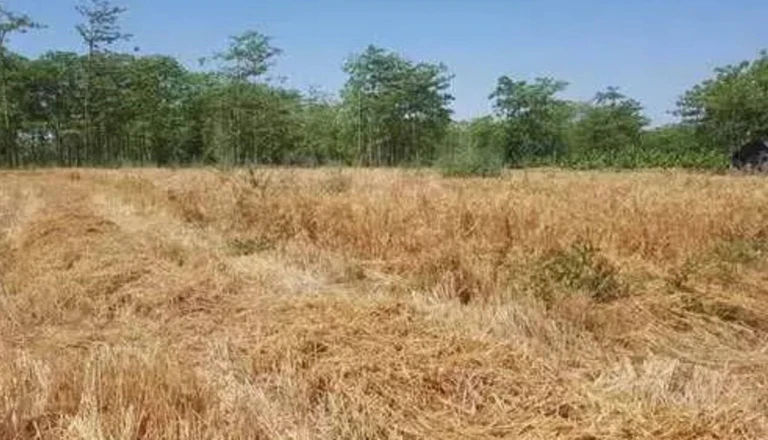 पहली बारिश के साथ ही किसान ने जुतवाया खेत और बो दी ये फसल, 20 दिन में निकल आएंगे पौधे और फिर शुरू होगी कमाई