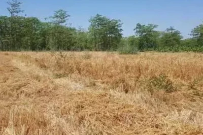 पहली बारिश के साथ ही किसान ने जुतवाया खेत और बो दी ये फसल, 20 दिन में निकल आएंगे पौधे और फिर शुरू होगी कमाई