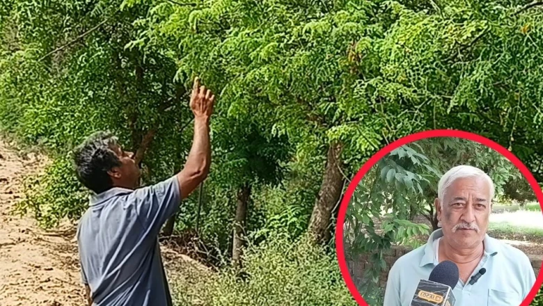 औषधीय खेती से बदली तकदीर: 50 हजार लगाकर रोज हजारों कमा रहे अंबाला के किसान अजय सिंह