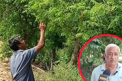 औषधीय खेती से बदली तकदीर: 50 हजार लगाकर रोज हजारों कमा रहे अंबाला के किसान अजय सिंह