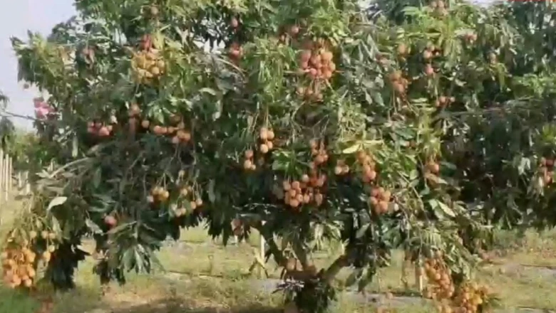 बस्तर में लीची की खेती को मिली नई दिशा, शोध से किसानों के लिए खुलेंगे कमाई के रास्ते