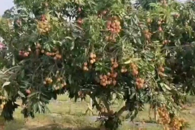 बस्तर में लीची की खेती को मिली नई दिशा, शोध से किसानों के लिए खुलेंगे कमाई के रास्ते