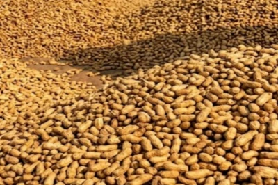 मूंगफली की इन उन्नत किस्मों से किसानों को मिलेगा बंपर मुनाफा, एक्सपर्ट ने बताए बुवाई और खाद के खास नुस्खे