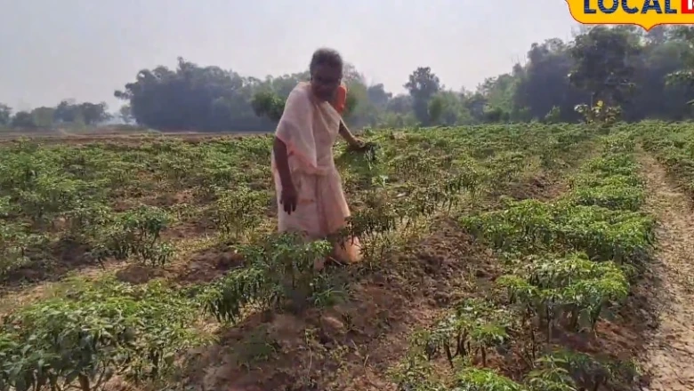 कम बारिश में किन फसलों से मिलेगा बेहतर मुनाफा? जानें कृषि विशेषज्ञों की राय