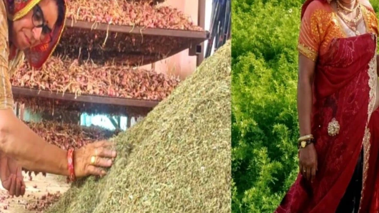 घर-आंगन से शुरू हुई पहल बनी देशव्यापी पहचान; सीकर की संतोष पचार गाजर के बीज से कर रहीं 35 लाख की कमाई