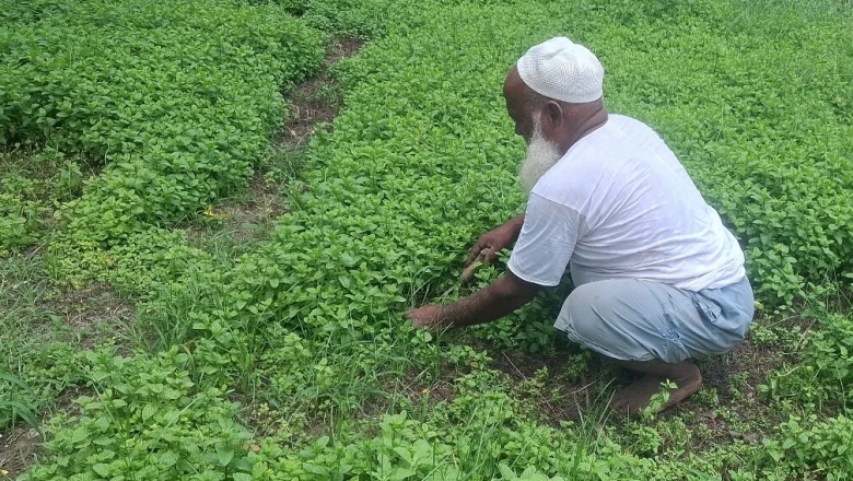 बारिश के बाद लगाएं पुदीना, खेत बन जाएगा कमाई का जरिया; किसान से जानिए पूरी विधि