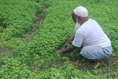 बारिश के बाद लगाएं पुदीना, खेत बन जाएगा कमाई का जरिया; किसान से जानिए पूरी विधि