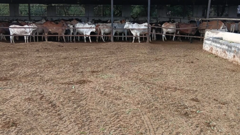 देवाश्रय गौशाला: फरीदाबाद में बेजुबानों को नया जीवन और महिलाओं को रोजगार