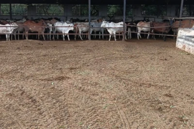 देवाश्रय गौशाला: फरीदाबाद में बेजुबानों को नया जीवन और महिलाओं को रोजगार