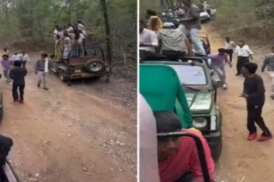 अगर बाघ हमला कर देता तो? सोनेवानी कंजर्वेशन रिजर्व में जिप्सी से उतरकर पर्यटकों की बड़ी लापरवाही