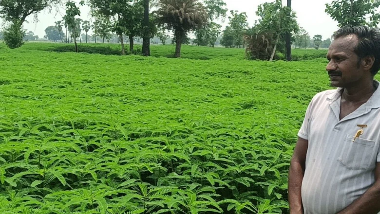 हरी खाद की यह फसल खेत में ही गलाएं, बेजान मिट्टी फिर उगलेगी सोना