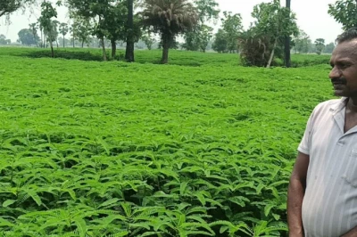 हरी खाद की यह फसल खेत में ही गलाएं, बेजान मिट्टी फिर उगलेगी सोना