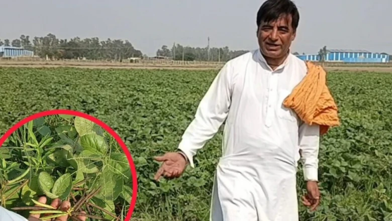 धान-गेहूं की जगह मूंग की खेती क्यों चुन रहे किसान? अंबाला के मनीष ने समझाया फायदे का गणित