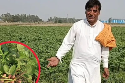 धान-गेहूं की जगह मूंग की खेती क्यों चुन रहे किसान? अंबाला के मनीष ने समझाया फायदे का गणित