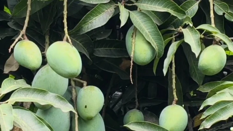 आम के पेड़ से चाहिए ज्यादा और भारी फल, तो तुड़ाई के बाद अपनाएं यह तरीका