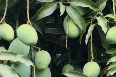 आम के पेड़ से चाहिए ज्यादा और भारी फल, तो तुड़ाई के बाद अपनाएं यह तरीका