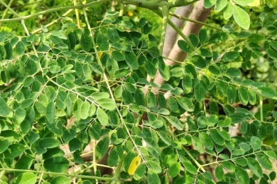 एक सब्जी अनेक फायदे: डायबिटीज में राहत और पोषण से भरपूर सहजन के अनमोल गुण