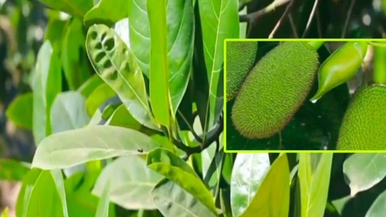 कटहल के हर हिस्से में छिपा है सेहत का खजाना: फल, बीज, पत्ते और छाल के अनोखे फायदे और आयुर्वेदाचार्य की राय