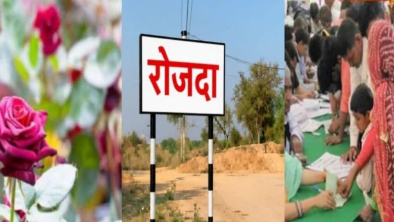 जयपुर का रोजदा गांव: गुलाबों की महक और नशामुक्ति की अनूठी मिसाल, जानिए पूरी कहानी