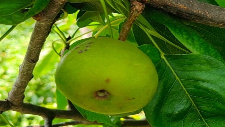 गोंडा के युवा किसान की मिसाल: नाशपाती की बागवानी से संवारी आमदनी, खींची नई राह