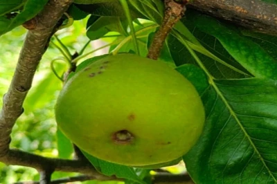 गोंडा के युवा किसान की मिसाल: नाशपाती की बागवानी से संवारी आमदनी, खींची नई राह