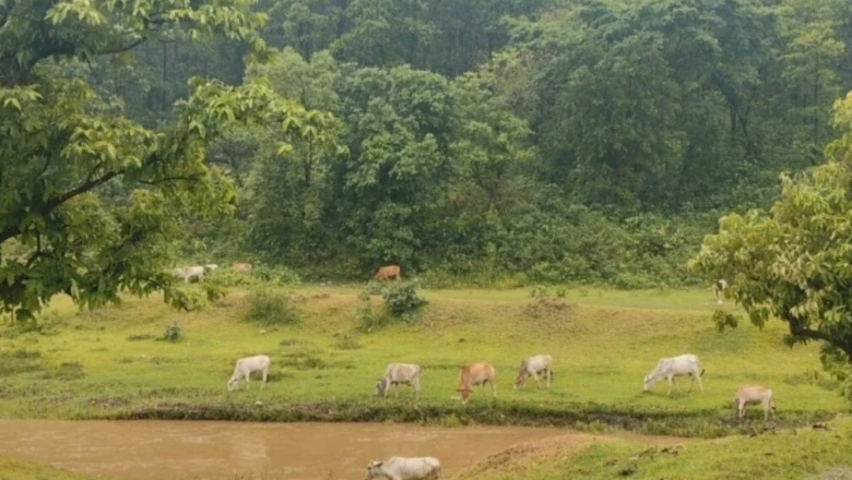 रांची की बजट यात्रा: सिर्फ ₹500 में लीजिए हिल स्टेशन जैसा आनंद, जरूर देखें ये खूबसूरत जगहें