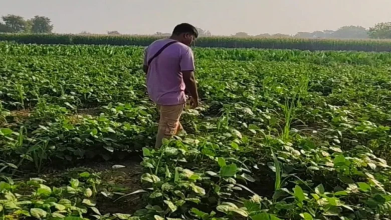 न यूरिया, न डीएपी और न दवा... फिर भी मिलेगी जबरदस्त उपज! जानिए खेती का देसी तरीका