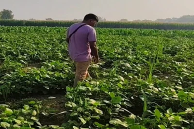 न यूरिया, न डीएपी और न दवा... फिर भी मिलेगी जबरदस्त उपज! जानिए खेती का देसी तरीका