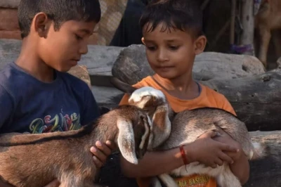 गोट गुरुकुल मॉडल: जब किसान बने शिक्षक, बकरी पालन से बढ़ी ग्रामीण आय