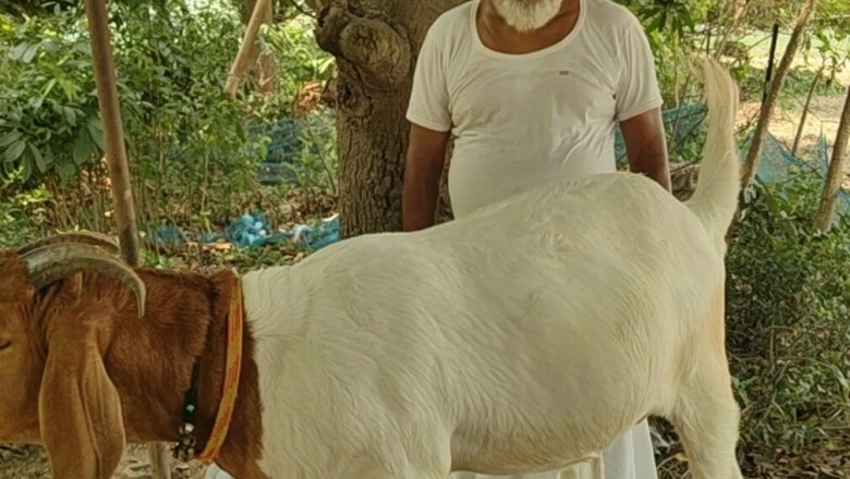 ₹4000 किलो बिकता है इस बकरे का गोश्त, एक खस्सी से किसान कमा सकते हैं लाखों, फाइव स्टार होटलों में जबरदस्त मांग
