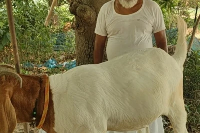 ₹4000 किलो बिकता है इस बकरे का गोश्त, एक खस्सी से किसान कमा सकते हैं लाखों, फाइव स्टार होटलों में जबरदस्त मांग