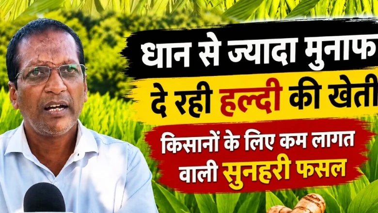 कम लागत में लाखों की कमाई: धान से आगे निकली हल्दी, जून में बुआई का सही मौका