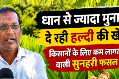 कम लागत में लाखों की कमाई: धान से आगे निकली हल्दी, जून में बुआई का सही मौका