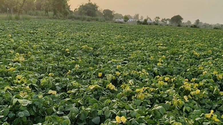 गोंडा के पप्पू यादव के लिए 'हरा सोना' बनी मूंग, 40 हजार की लागत से लाखों की कमाई की उम्मीद
