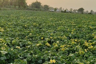 गोंडा के पप्पू यादव के लिए 'हरा सोना' बनी मूंग, 40 हजार की लागत से लाखों की कमाई की उम्मीद