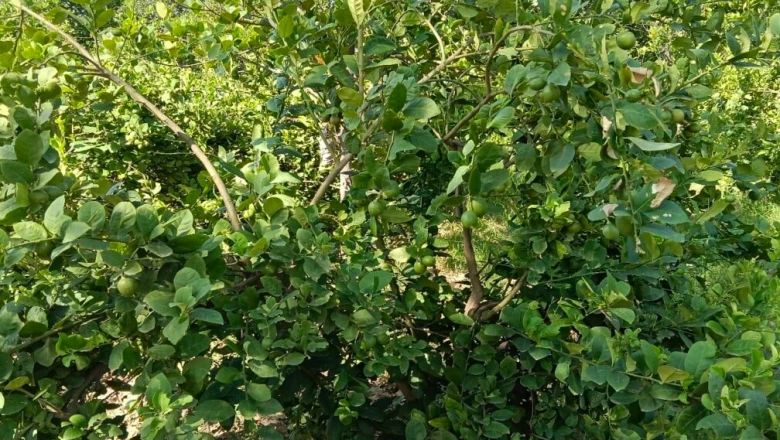 ताइवानी पिंक नींबू से बदली किसानों की तकदीर, हर महीने एक लाख तक की कमाई